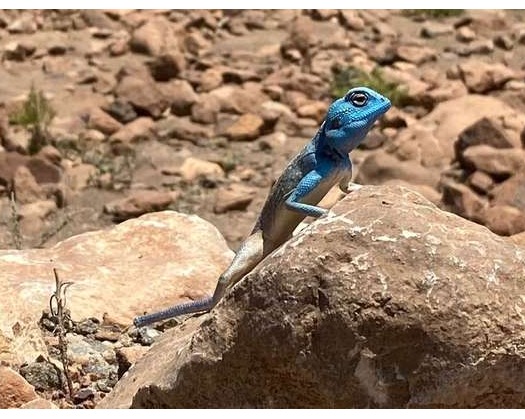 Environment Authority Spots Seven Species Of Wild Reptiles In North Al Sharqiyah Governorate