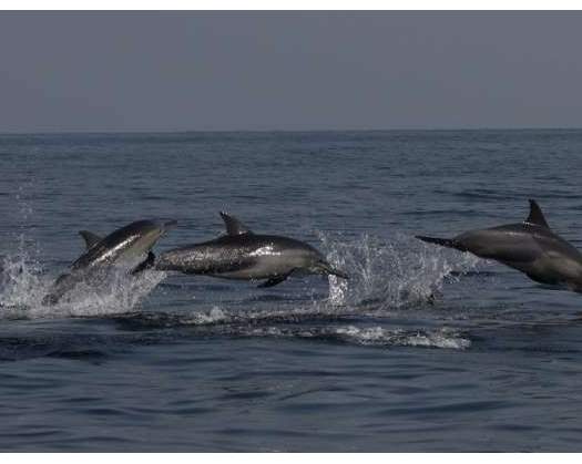 Marine Mammal Survey Kicks Off In Musandam Governorate