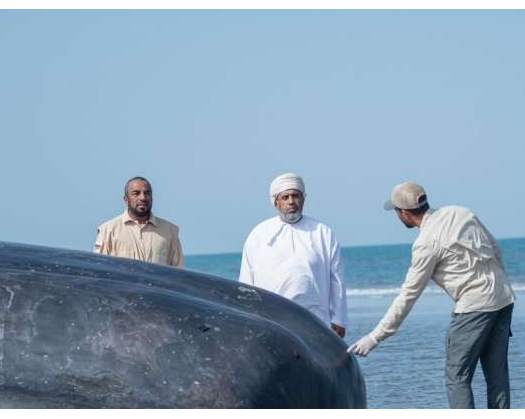 Environment Authority Attributes Death Of Sperm Whale In Barka To Natural Circumstances