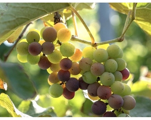 Grape Harvest Season Begins In North Al Sharqiyah
