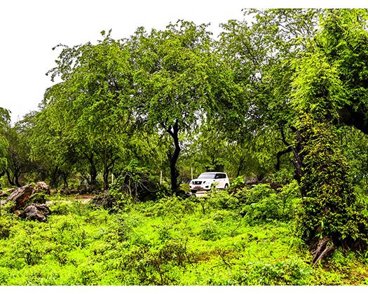 Salalah’s Ain Garziz One Of The Best Places To Visit