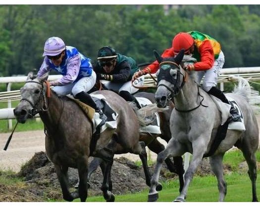 Royal Cavalry’s “Al Safinat” Mare Secures Second Place At La Teste Racecourse In France