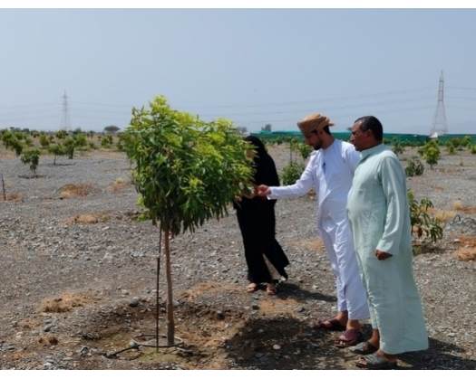Mango Projects In South Al Batinah Bolster Food Security