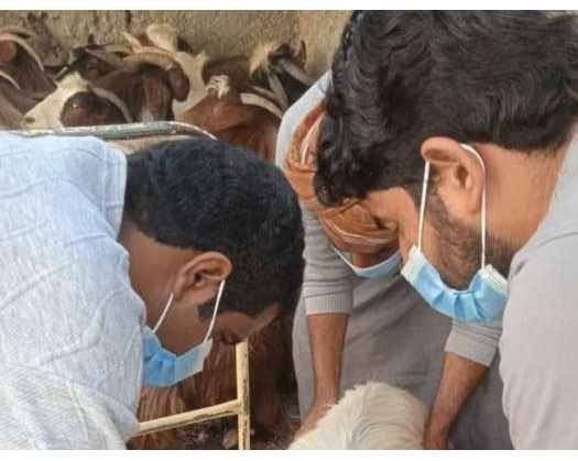 National Livestock Vaccination Project Launched In South Al Batinah