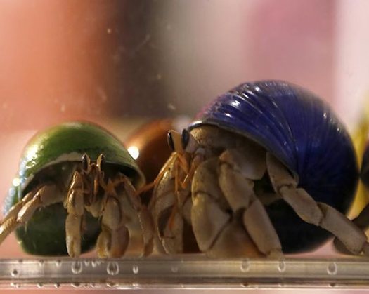 Japan Arrests Three For Smuggling Protected Hermit Crabs In Suitcases