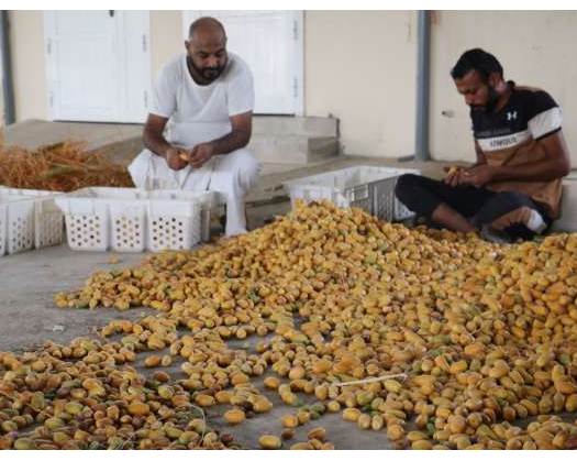 Date Peeling Season Begins In A Number Of Wilayats Of Oman