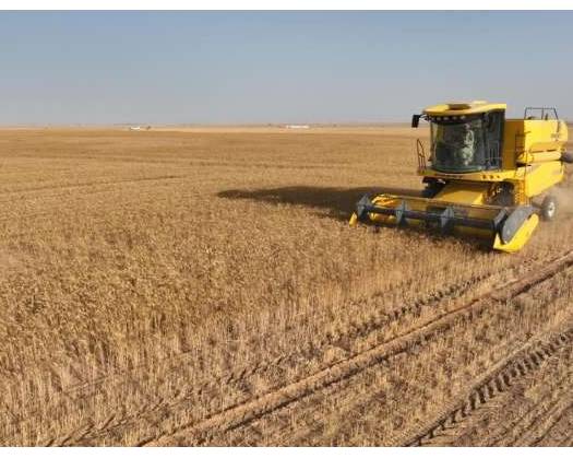 Market Value Of Local Wheat Output Tops OMR3 Million In 2024/2025