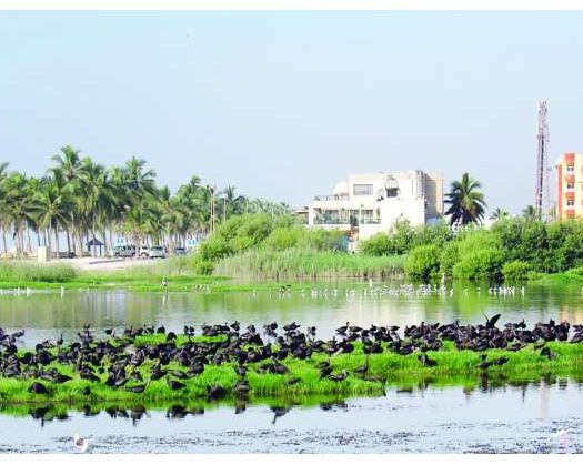 Oman Marks World Wetlands Day