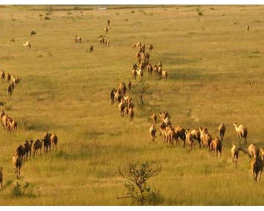 Camel Khatlah Is An Annual Tradition For Grazing In Dhofar