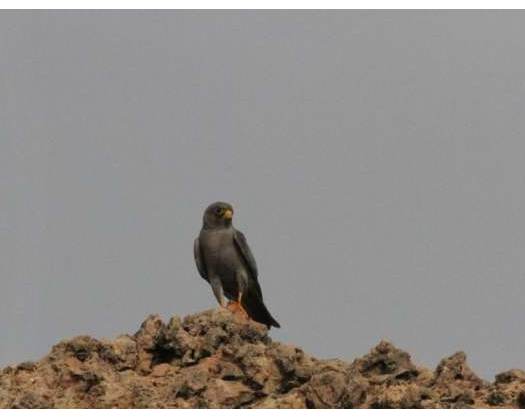 Environment Authority Completes 2nd Phase Of Sooty Falcon Survey In Daymaniyat Islands