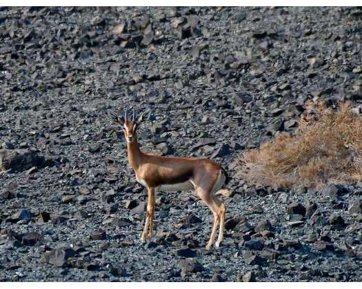 Masirah Gazelle Spotted In National Biodiversity Survey