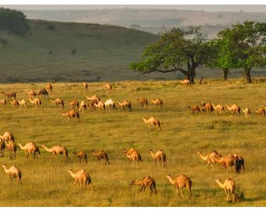 Dhofar Readies For Biggest Khareef With 100 Hotels For 100 Days Of Tourism