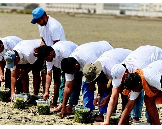 Campaign Begins To Plant Four Million Mangrove Seeds In North Al Batinah