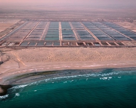 Oman’s Shrimp Farming Sector Eyes $1.6 Billion Strategic Deal