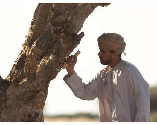 Dhofar To Celebrate Frankincense Heritage With Third Annual Season