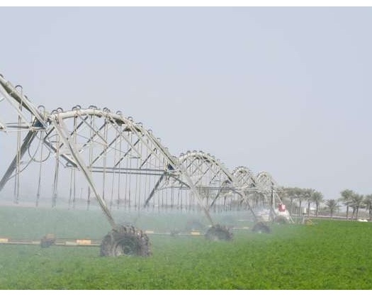 Oman Approves Plantation Drive To Boost Food Security