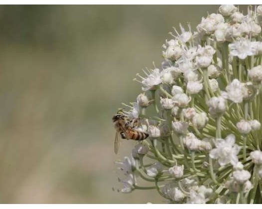 Oman Marks World Bee Day