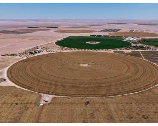 Wheat Cultivation In Najd Exceeds 6,000 Acres