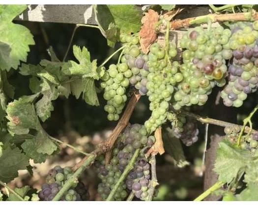 Grape Harvesting Season Begins In Yanqul