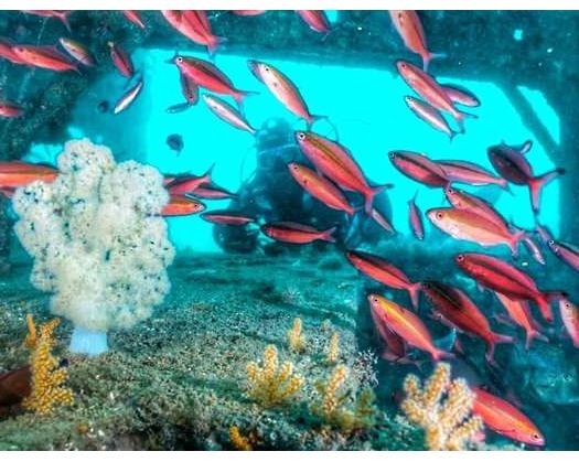 Coral Farm In Wilayat Of Suwaiq Helps In Increasing Fish Stock