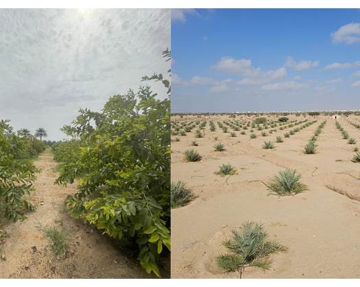 Model Farms Programme Boosts Famers' Income Al Dhahirah