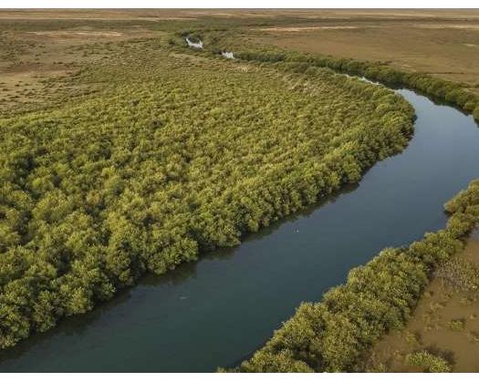 Mangrove Trees In Barka: Fertile Ecosystem For Marine Life, Migratory Birds