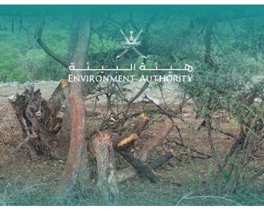 Oman Authority Gets Tough On Violators For Illegal Tree-Cutting