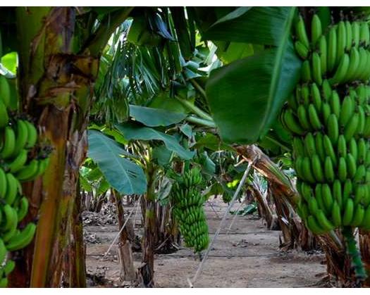 Specialists At Razat Farm Discover New Species Of Banana