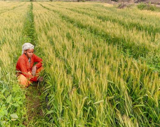 India: Kharif Crop Sowing Is Up By 1.5% At 1104.63 Lakh Hectares