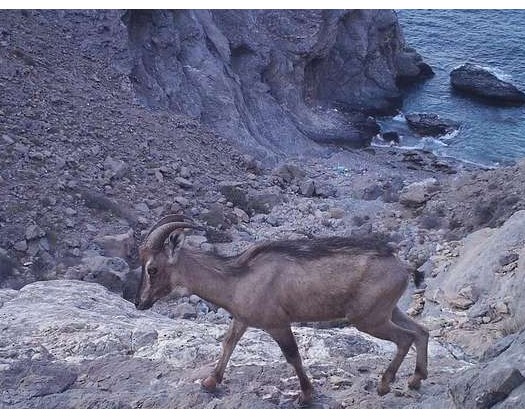 Trap Cameras Capture Arabian Ibex Drinking Seawater