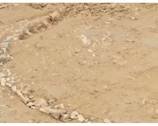 Researchers Unearth Rare 200-Million-Year-Old Phytosaur Fossil In Indian Village