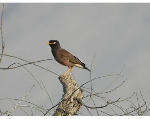 Environment Authority Eliminates Over 12,500 Invasive Birds