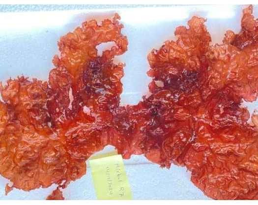 Oman’s Seas Host 18 Unique Species Of Seaweed, Study Reveals