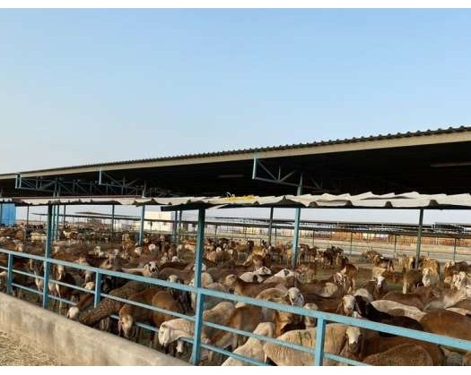 Over 393,000 Livestock Imported To Oman