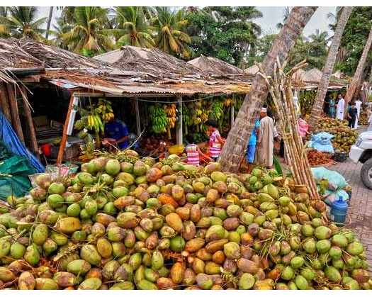 Efforts To Raise Coconut Production In Dhofar Governorate