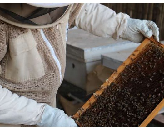 Oman’s Wilayat Of Manah Yields 3 Tonnes Of Honey In Current Season