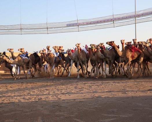 Annual Camel Races For The Season Kick Off In Al Dakhiliyah