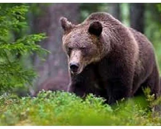 Italy: Bear Shot Dead After Attack On Hiker