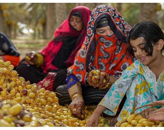 Over 7,700 Tonnes Of Al Mabasli Dates Produced In Jaalan Bani Bu Hassan