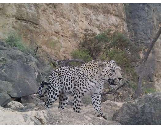 International Day Of The Arabian Leopard Marked In Oman