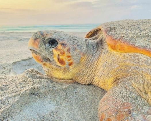 Call For A Sustainable Environment On World Turtle's Day