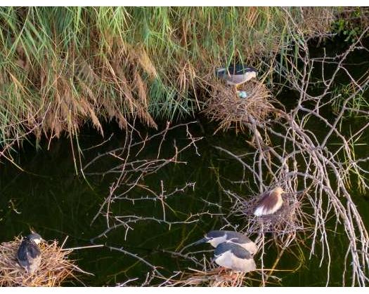 Two New Bird Species Discovered In Al Ansab Wetland