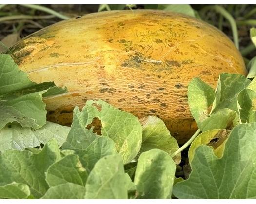 Omani Watermelon: A Summer Treasure Of Al Dhahirah