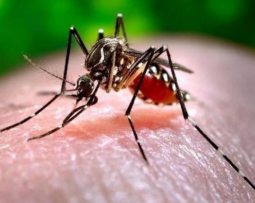 Pakistan Reports Over 20,000 Dengue Cases, 10 Fatalities In 2024