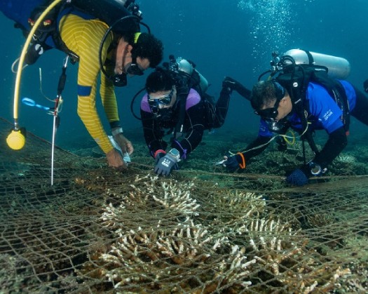 Oman Sail, Omantel Undertake Coral Reefs Clean-Up Project