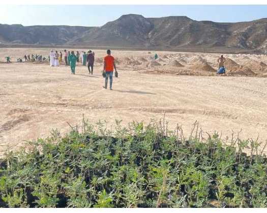 Environment Authority Begins Planting Frankincense Trees