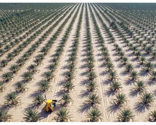 Tatweer Platform Launches 6 Investment Opportunities For Growing Date Palms, Vegetables