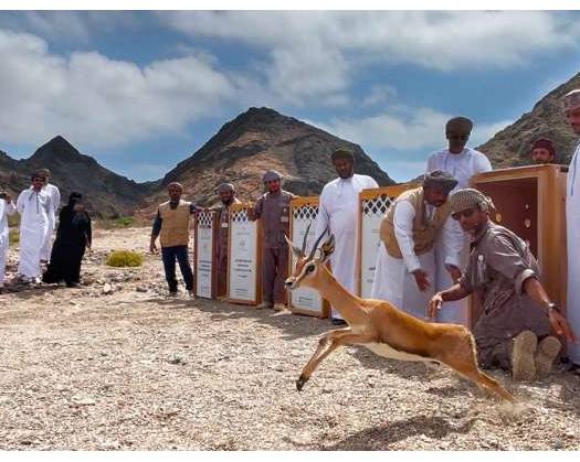 Environment Authority Releases 12 Arabian Gazelles In Wild