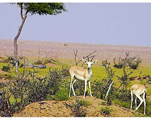 Arabian Oryx Sanctuary Attracts Over 1,300 Visitors