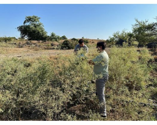 The University Of Nizwa Leads Efforts To Combat Invasive Plant Species In Dhofar